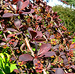 Berberis ottawensis - Superba - Barberry, Berberis - 2nd Image