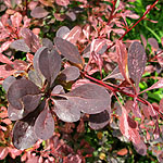 Berberis  thunbergii - Rose Glow - Berberis