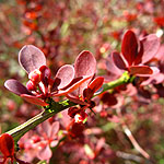 Berberis thunbergii - Atropurpurea - Barberry - 2nd Image