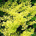 Berberis thunbergii - Aurea - Golden Berberis