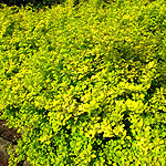 Berberis thunbergii - Aurea - Golden Berberis - 3rd Image