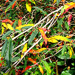 Berberis veitchii