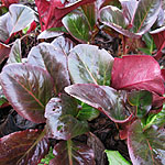 Bergenia purpurascens - Elephants ears, bergenia