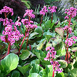 Bergenia Sunningdale - Bergenia