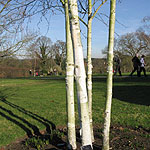 Betula utilis - jaquemontii - Betula, Himalayan birch