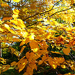 Betula lenta - Birch, Betula - 2nd Image