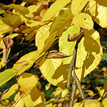 Betula medwediewii - Cherry Birch, Betula - 2nd Image