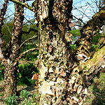 Betula nigra - Paper  bark birch