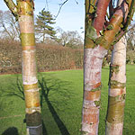 Betula albo-sinensis - Septentrionalis - Birch - 2nd Image