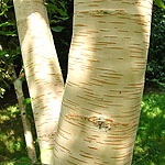 Betula utilis - Himalayan birch