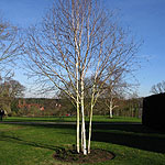 Betula utilis - jaquemontii - Betula, Himalayan birch - 2nd Image