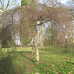 Betula pendula - Youngii - Weeping Birch