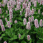 Persicaria bistorta - Superba - Knotweed - 2nd Image