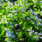 Brunnera macrophylla - 2nd Image