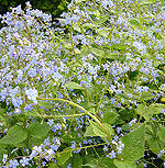 Brunnera macrophylla - Langtrees - Siberian Bugloss - 2nd Image