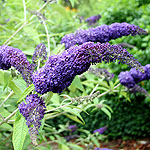 Buddleja davidii - Adokeep