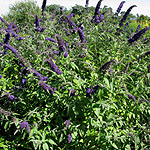 Buddleja davidii - Adokeep - 2nd Image