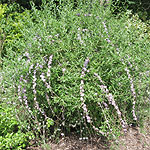 Buddleja alternifolia - buddleja - 2nd Image