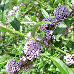 Buddleja alternifolia - buddleja