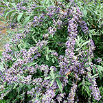 Buddleja alternifolia - Argentea - buddleja