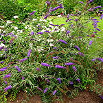 Buddleja davidii - Nanho Blue - butterfly bush - 2nd Image