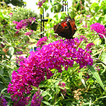 Buddleja davidii - Nanho Purple - 2nd Image