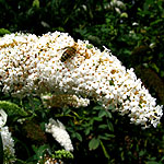 Buddleja davidii - Peace