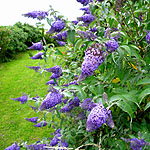 Buddleja davidii - Lochinch - butterfly bush - 2nd Image