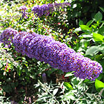 Buddleja davidii - Nanho Blue - butterfly bush