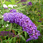 Buddleja davidii - Nanho Blue - butterfly bush - 3rd Image