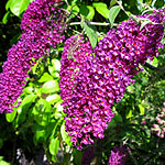 Buddleja davidii - Nanho Purple