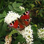 Buddleja davidii - Peace - 2nd Image