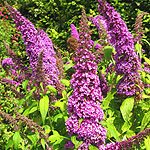 Buddleja davidii - Peakeep - Butterfly bush