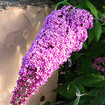 Buddleja davidii - Pink Perfection