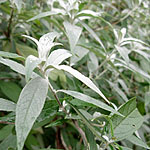 Buddleja davidii - Pixie Blue - Butterfly bush, Buddleja