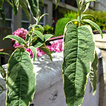 Buddleja davidii - Harlequin - Variegated butterfly bush - 2nd Image