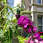 Buddleja davidii - Harlequin - Variegated butterfly bush