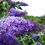 Buddleja davidii - Lochinch - butterfly bush