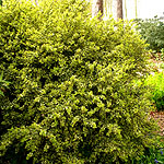 Buxus sempervirens - Elegantissima - 2nd Image