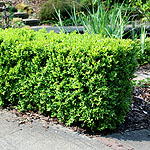 Buxus sempervirens - Box