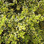 Buxus sempervirens - Elegantissima