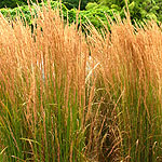 Calamagrostis x acutiflora - Karl Foerster - Feather Reed Grass - 2nd Image