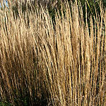 Calamagrostis epigejos - Hortortum - Feather Reed Grass, Calamagrostis