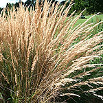 Calamagrostis x acutiflora - Karl Foerster - Feather Reed Grass