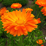 Calendula officinalis - English Marigold, Calendula