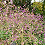 Callicarpa bodinieri - Profusion - Beauty Berry - 2nd Image