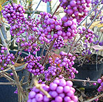 Callicarpa bodinieri - Profusion - Beauty Berry