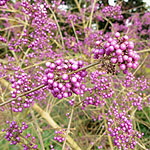 Callicarpa bodinieri - Profusion - Beauty Berry - 3rd Image