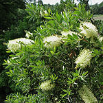 Callistemon pallidus - Bottlebrush - 3rd Image