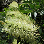 Callistemon pallidus - Bottlebrush - 2nd Image